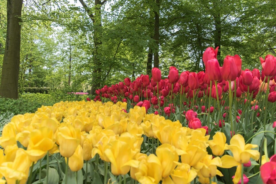 keukenhof tour amsterdam ()